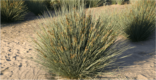 junco común