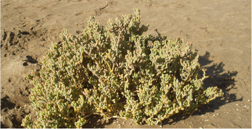 uva de mar