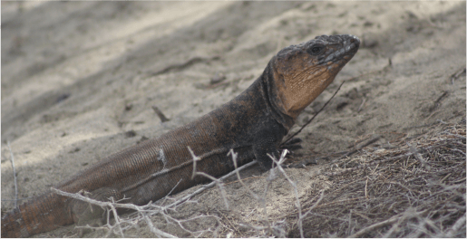 lagarto gigante de Gran Canaria