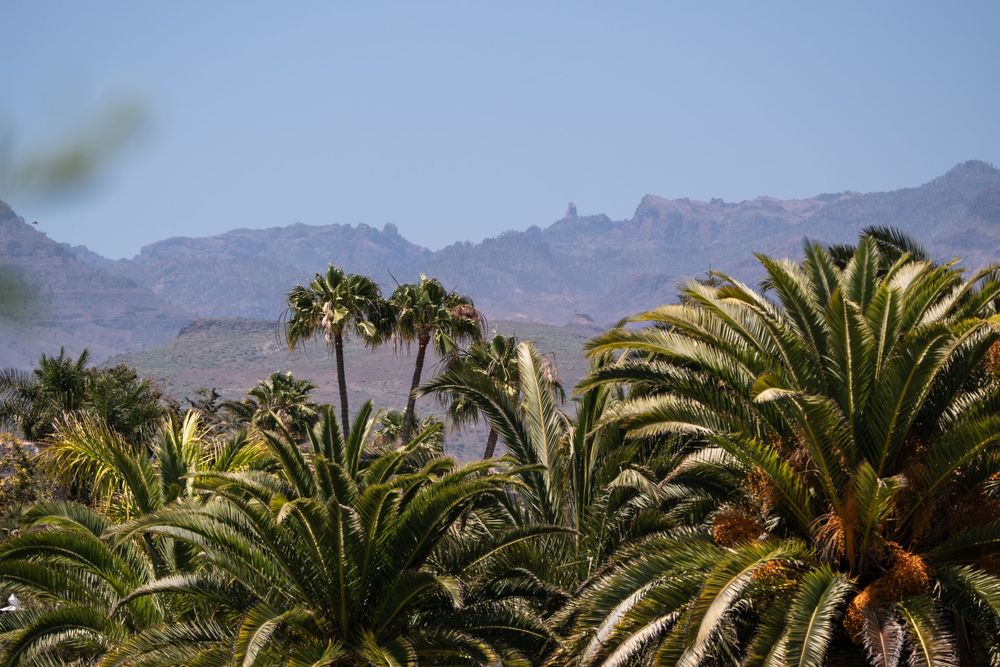 El Palmeral