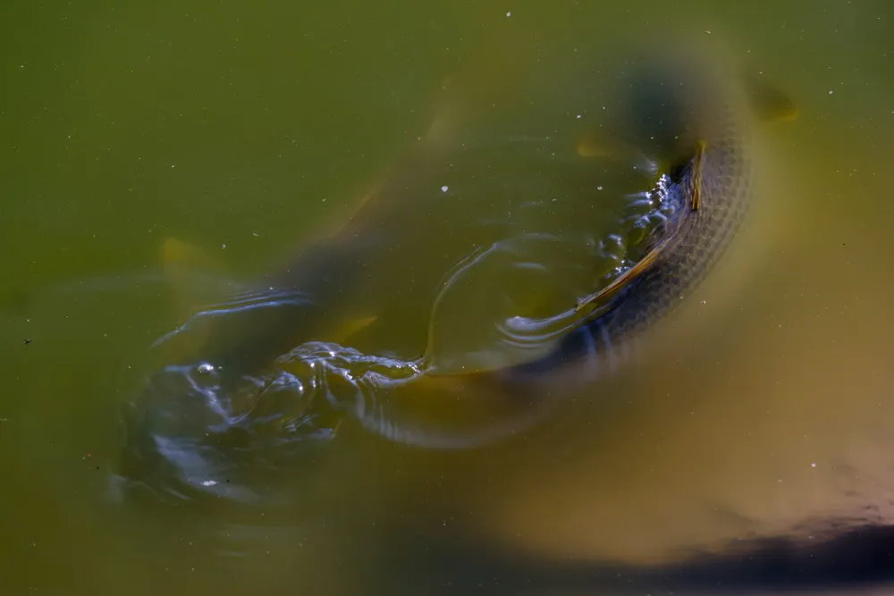 Invasores en Agua y Aire: Tilapias y Cotorras