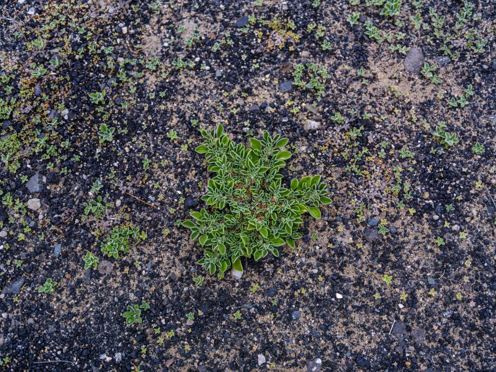 No pisar plantas