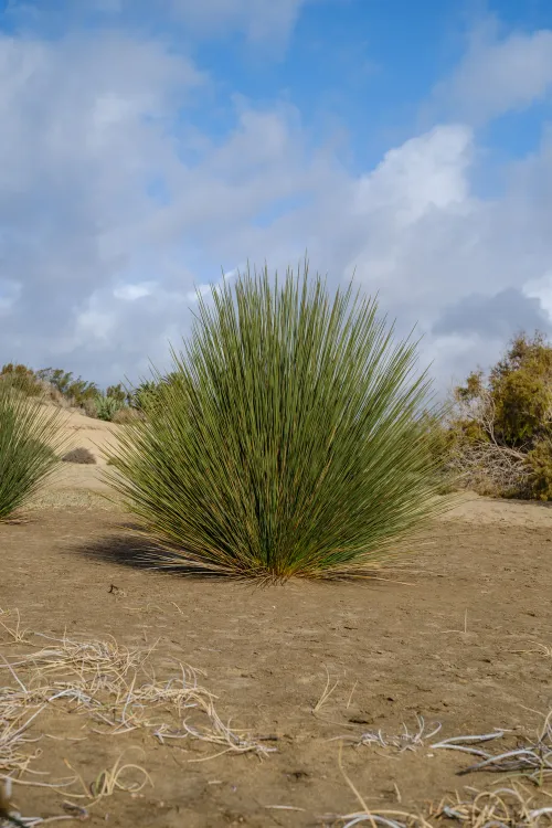 Junco común