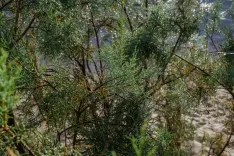 Bajo las raíces del tarajal